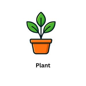 plant