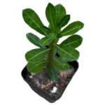 Adenium Seedlings Plant
