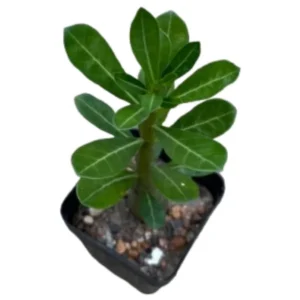 Adenium Seedlings Plant