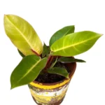 Aglonema