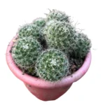 Bushy Cactus