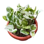 N’joy Money Plant