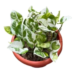 Bushy Money Plant