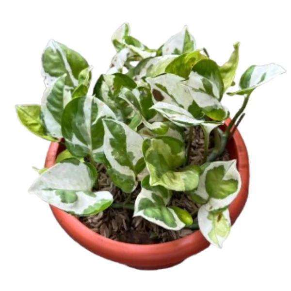 Bushy Money Plant