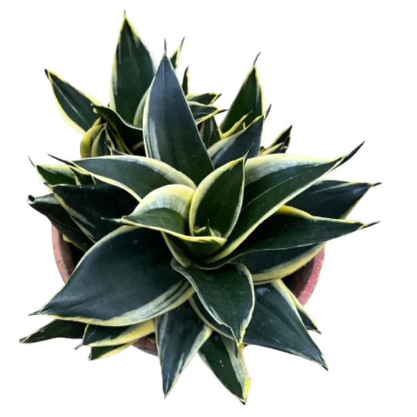 Dracaena Trifasciata Plant