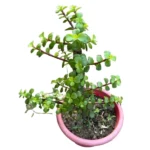 Jade Plant