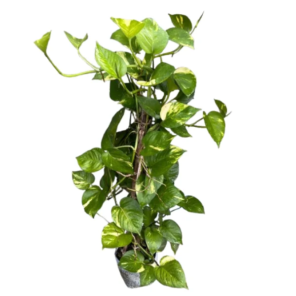Money Plant