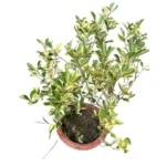 Orange Plant