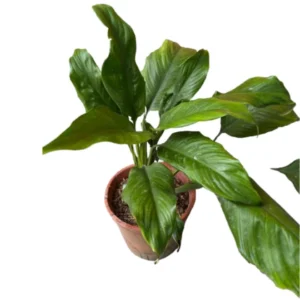 Peace Lily Plant