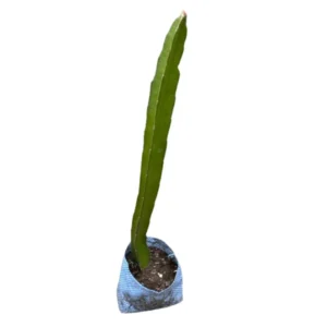 Red Dragon Fruit Plant