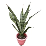 Snake Plant