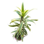 Song of India Plant