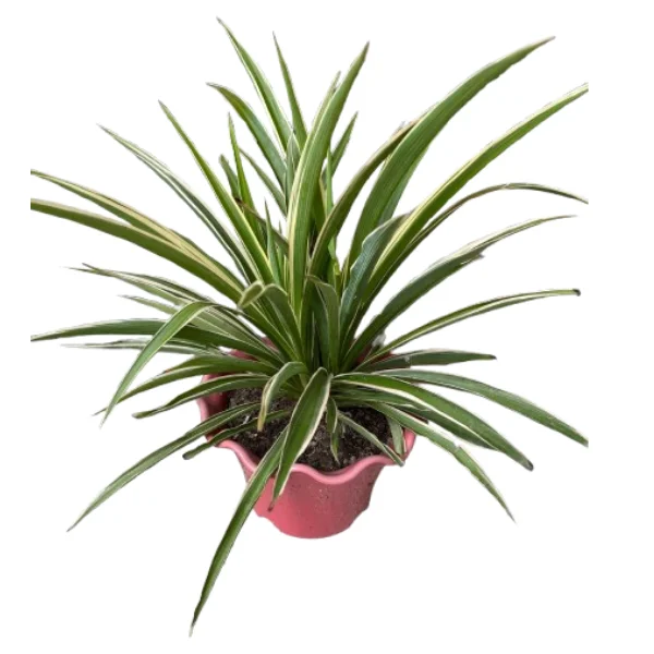 Spider Plant