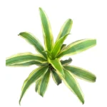 Victoria Plant
