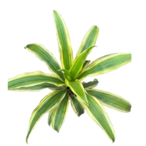 Victoria Plant
