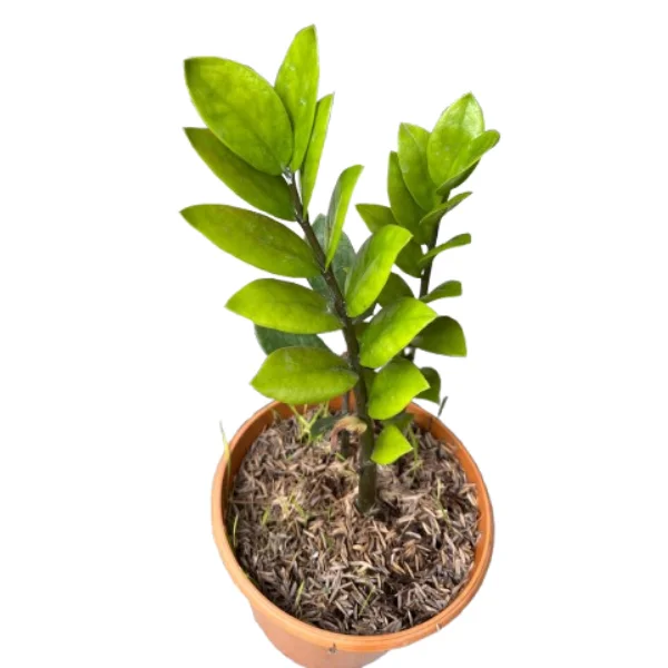 Zz Plant